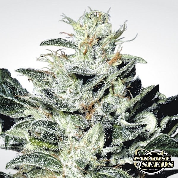 Visualizzazione Sensi Star planta de marihuana