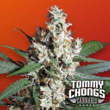 Visualizzazione L.A. Amnesia planta de marihuana