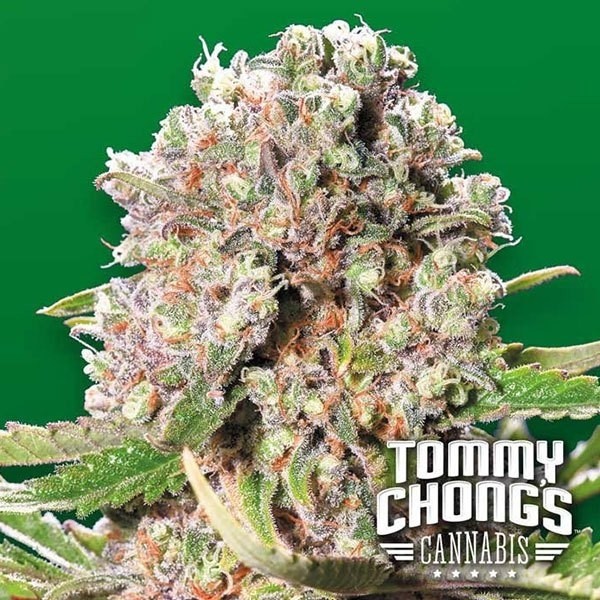 Visualizzazione Mendocino Skunk planta de marihuana