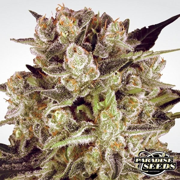 Visualizzazione Durga Mata II CBD planta de marihuana