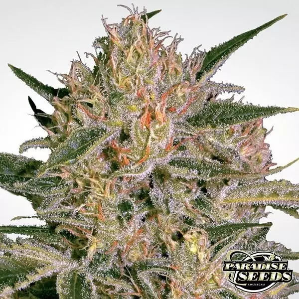 Visualizzazione Nebula II CBD planta de marihuana