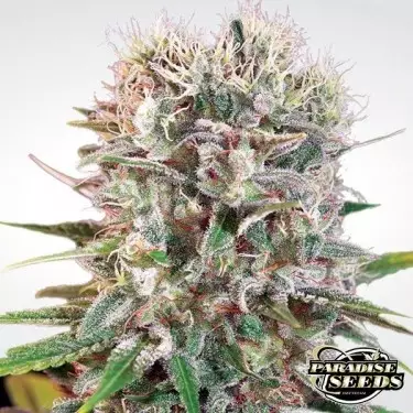 Wappa planta de marihuana