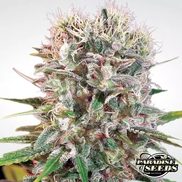 Visualizzazione Wappa planta de marihuana