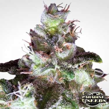 Visualizzazione Original White Widow planta de marihuana