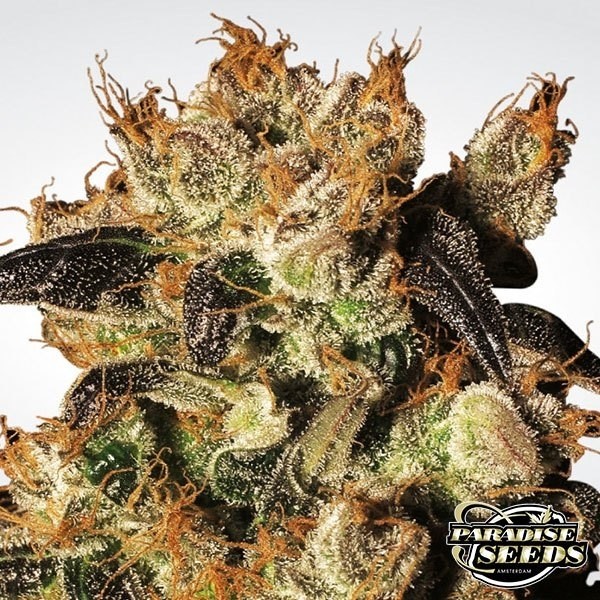Visualizzazione White Berry planta de marihuana