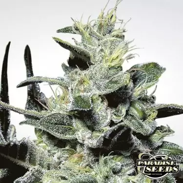 Nebula planta de marihuana