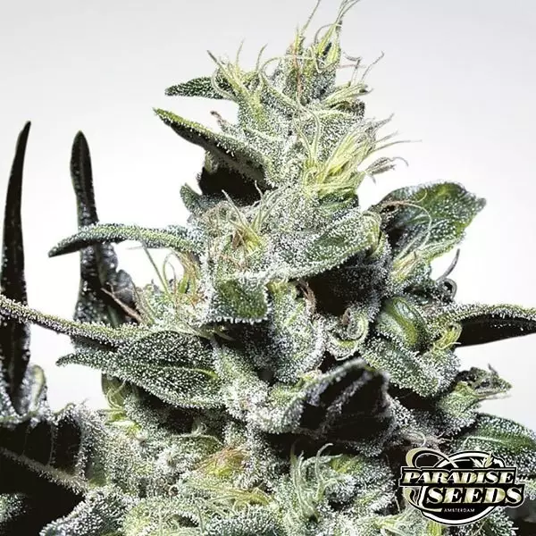 Visualizzazione Nebula planta de marihuana