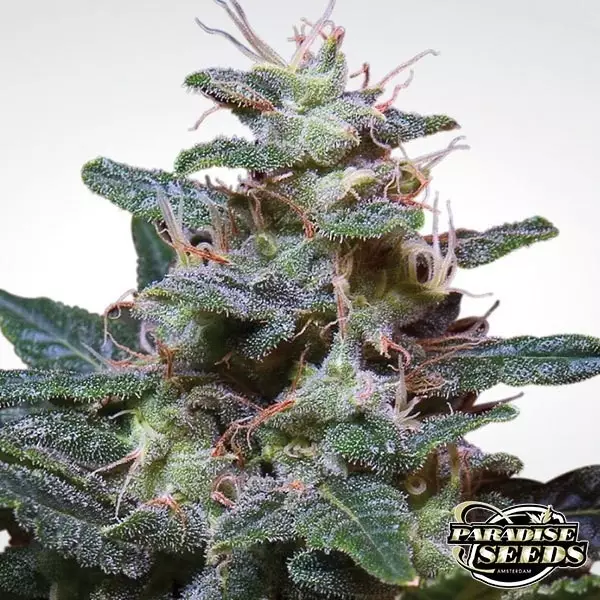 Visualizzazione Sweet Purple planta de marihuana