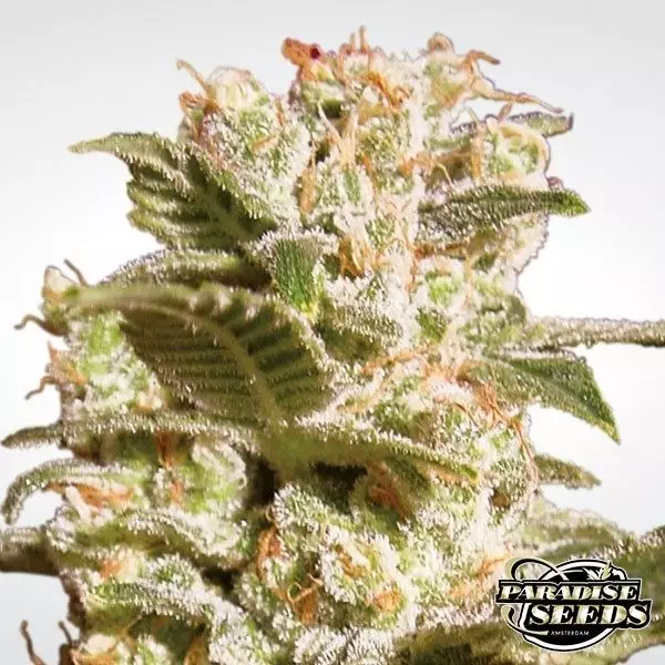 Visualizzazione Belladonna planta de marihuana