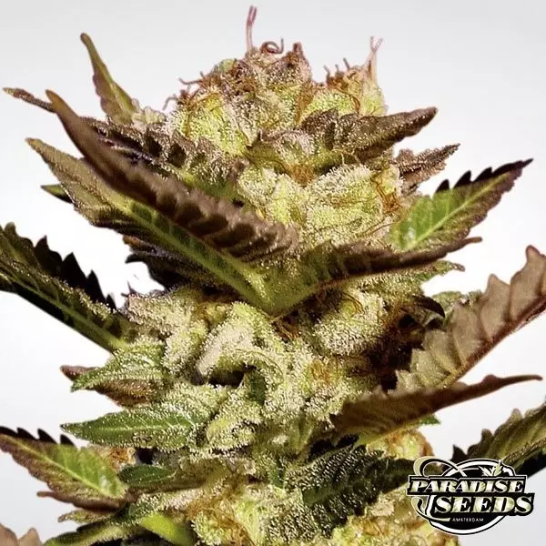 Visualizzazione Durga Mata planta de marihuana