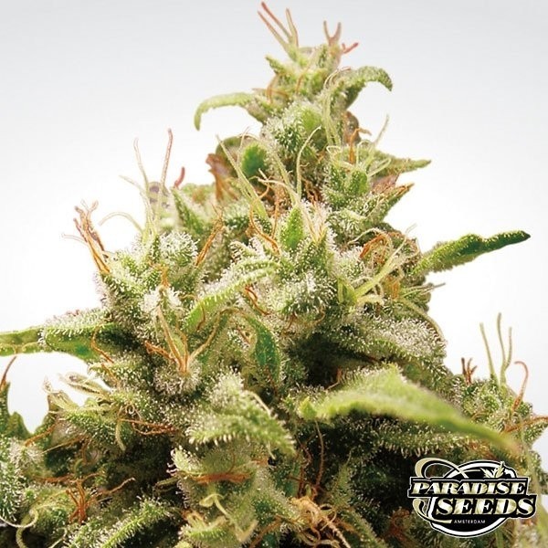 Visualizzazione Opium planta de marihuana