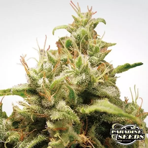 Visualizzazione Opium planta de marihuana