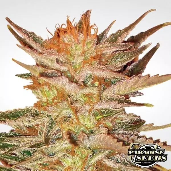 Visualizzazione Ice Cream planta de marihuana