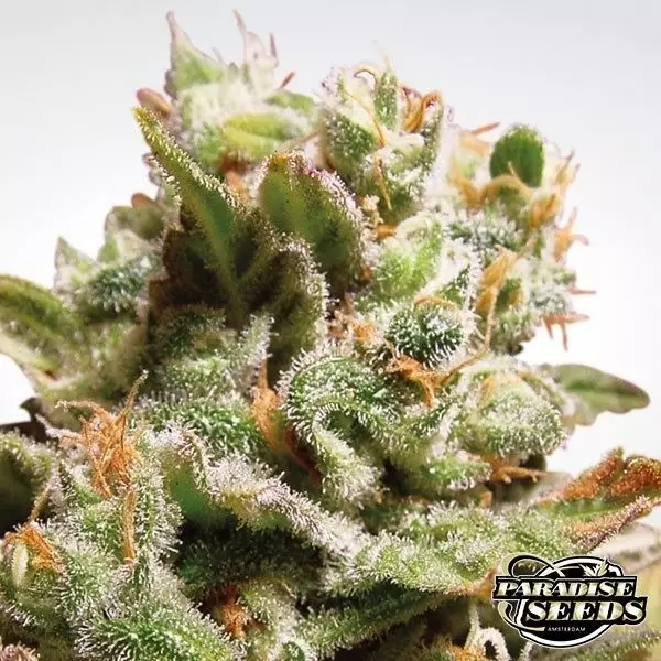 Visualizzazione Dutch Dragon planta de marihuana