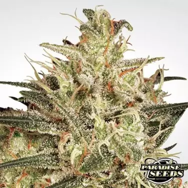 Atomical Haze Paradise Seeds femminilizzata.