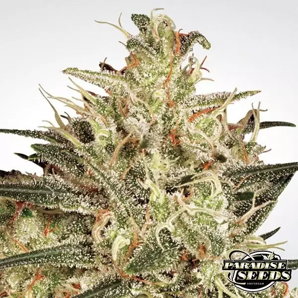 Atomical Haze Paradise Seeds femminilizzata.