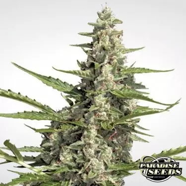 Pandora Auto di Paradise Seeds automatica