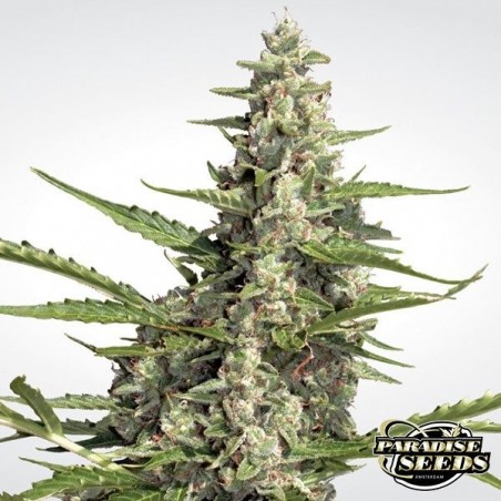 Pandora Auto di Paradise Seeds automatica