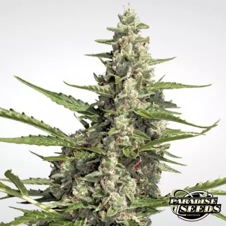 Pandora Auto di Paradise Seeds automatica