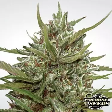 Auto White Berry di Paradise Seeds automatica