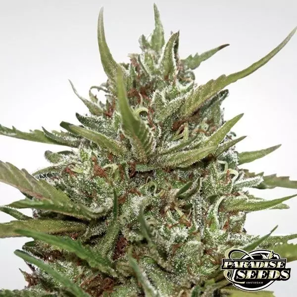Visualizzazione Auto White Berry di Paradise Seeds automatica