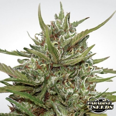 Auto White Berry di Paradise Seeds automatica