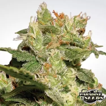 Auto Jack di Paradise Seeds automatica