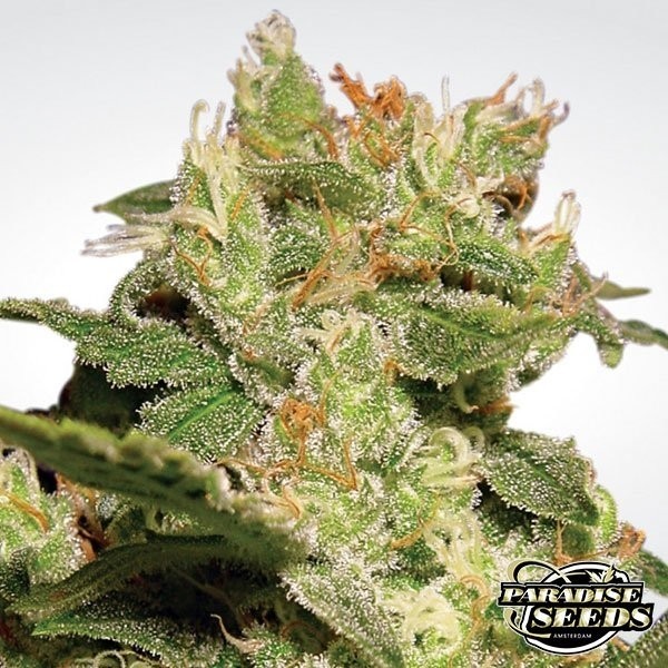 Visualizzazione Auto Jack di Paradise Seeds automatica