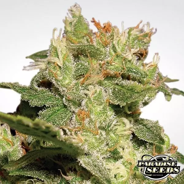 Visualizzazione Auto Jack di Paradise Seeds automatica