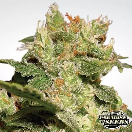 Auto Jack di Paradise Seeds automatica