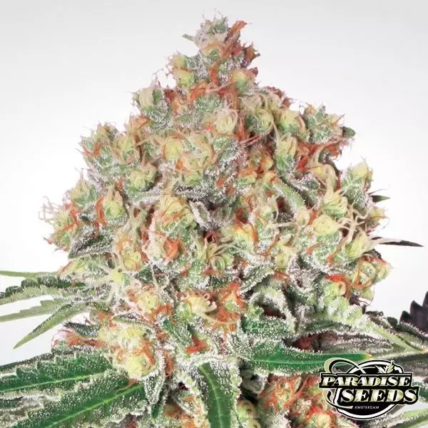 Visualizzazione Auto Wappa di Paradise Seeds automatica