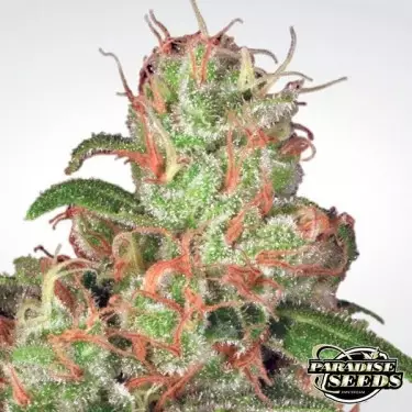 Auto Acid 2 di Paradise Seeds automatica