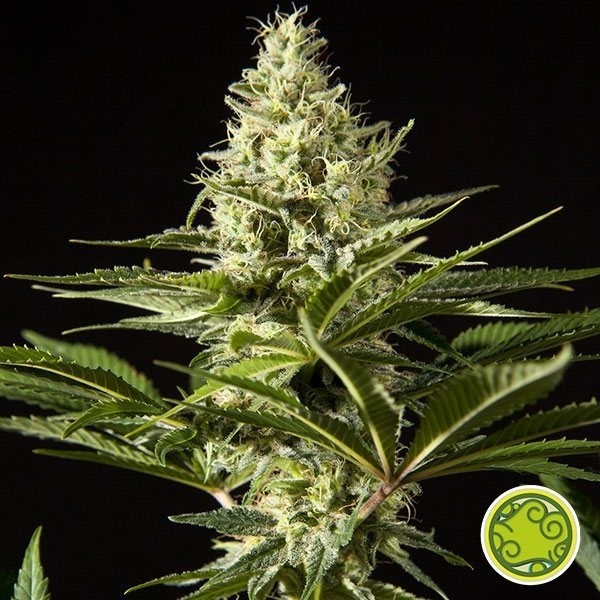 Visualizzazione Black Bomb planta de marihuana