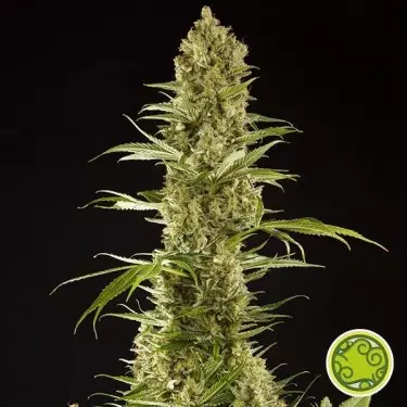 Sugar Pop planta de marihuana