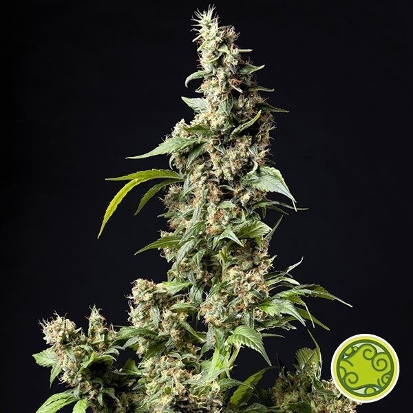 Visualizzazione Orange Candy/Naranchup planta de marihuana