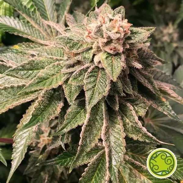 Visualizzazione Key Lime Pie x Do-Si-Dos planta de marihuana