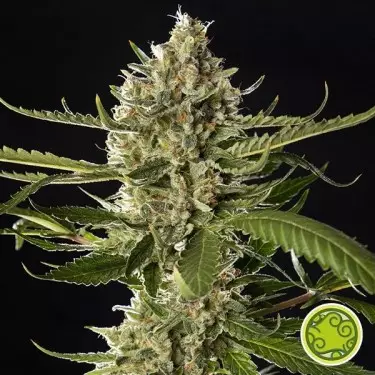Lemon OG Candy femm. di Philosopher Seeds.