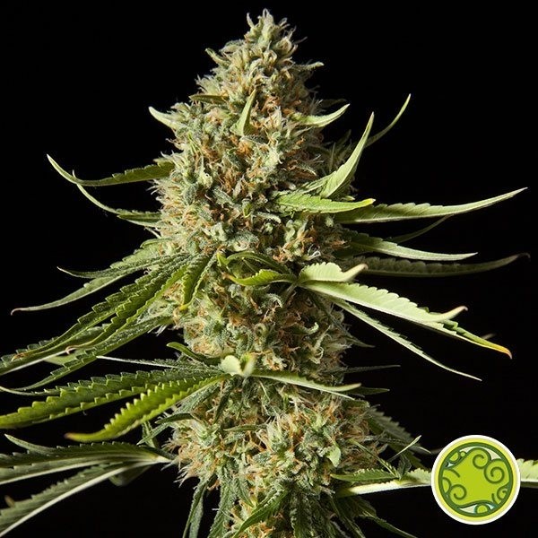 Visualizzazione Amnesika 2.0 planta de marihuana