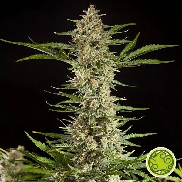 Visualizzazione Fraggle Skunk Auto planta de marihuana