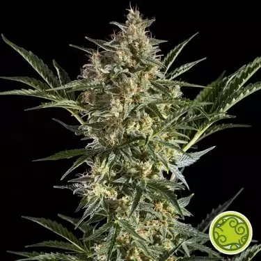 Sleepy Yoda Auto di Philosopher Seeds