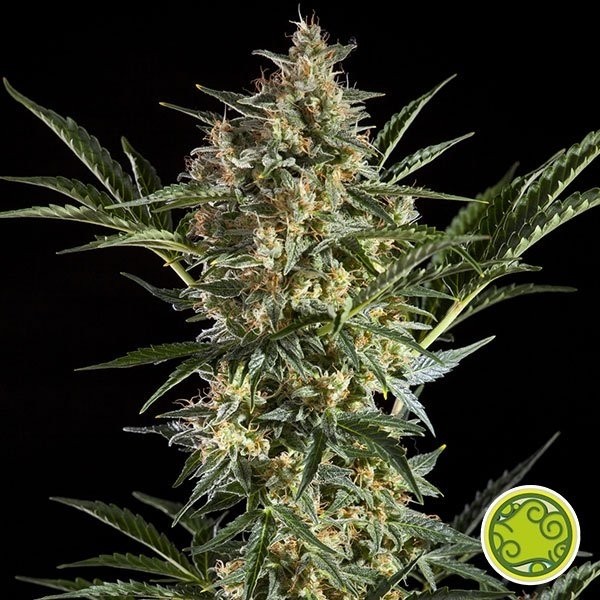 Visualizzazione Sleepy Yoda Auto di Philosopher Seeds