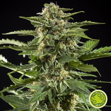 Visualizzazione Cheesy Auto planta de marihuana