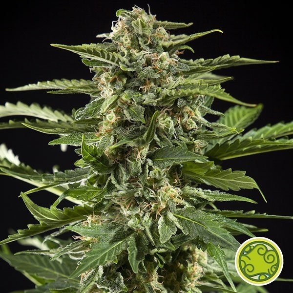 Visualizzazione Cheesy Auto planta de marihuana