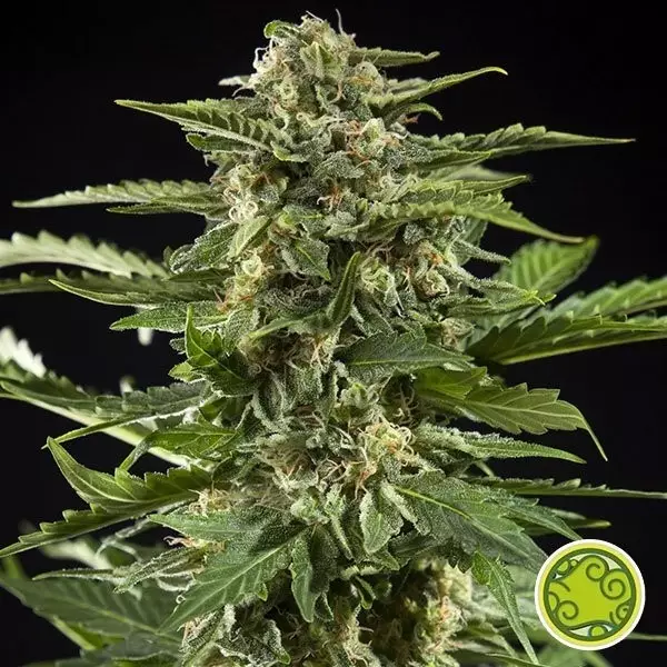 Visualizzazione Cheesy Auto planta de marihuana