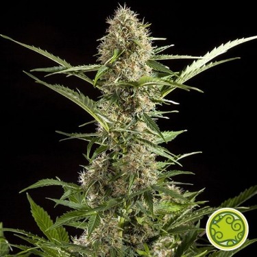 Visualizzazione White Yoda Auto planta de marihuana