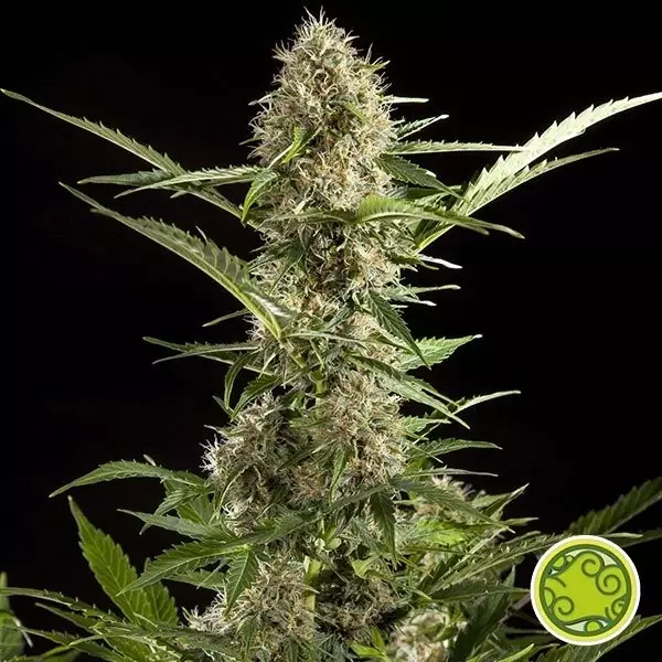 Visualizzazione White Yoda Auto planta de marihuana