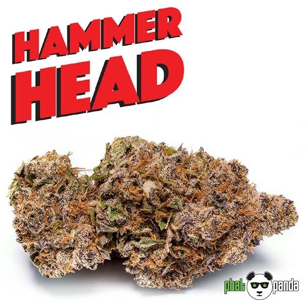 Visualizzazione Hammerhead Phat Panda varietà femminilizzata.