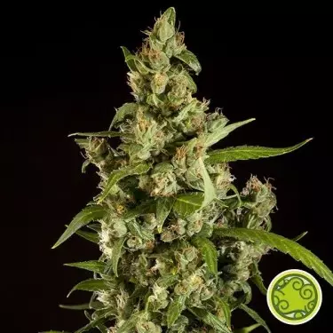 Jamaican Blueberry BX di Philosopher Seeds.