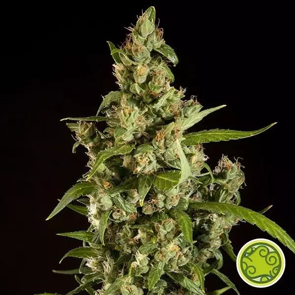 Visualizzazione Jamaican Blueberry BX di Philosopher Seeds.