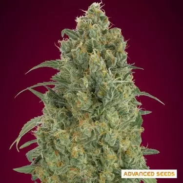 Auto Strawberry Gum di Advanced Seeds